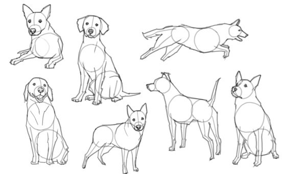 How to Draw a Dog