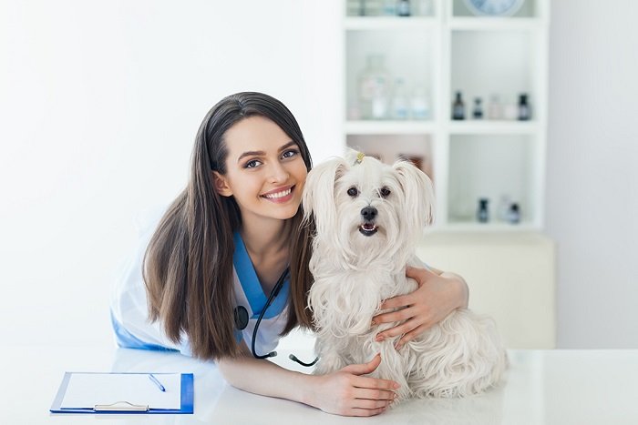 AKC Pet Insurance